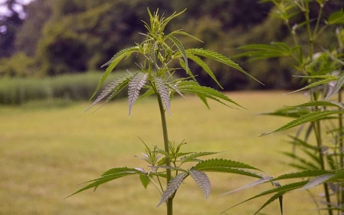1502197766hemp 2540730 640 1502197766hemp 2540730 640